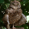 Burrowing Owl
